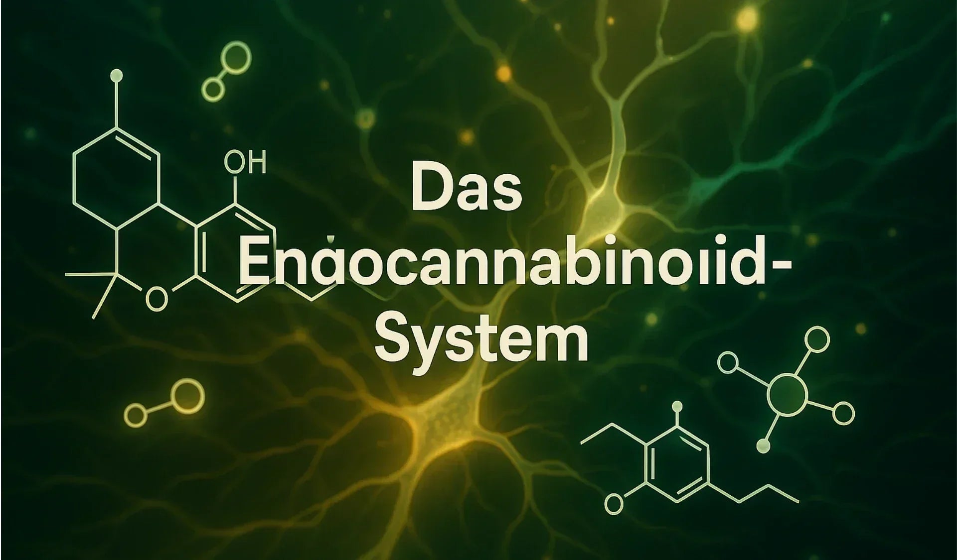 Was ist das Endocannabinoid‑System?