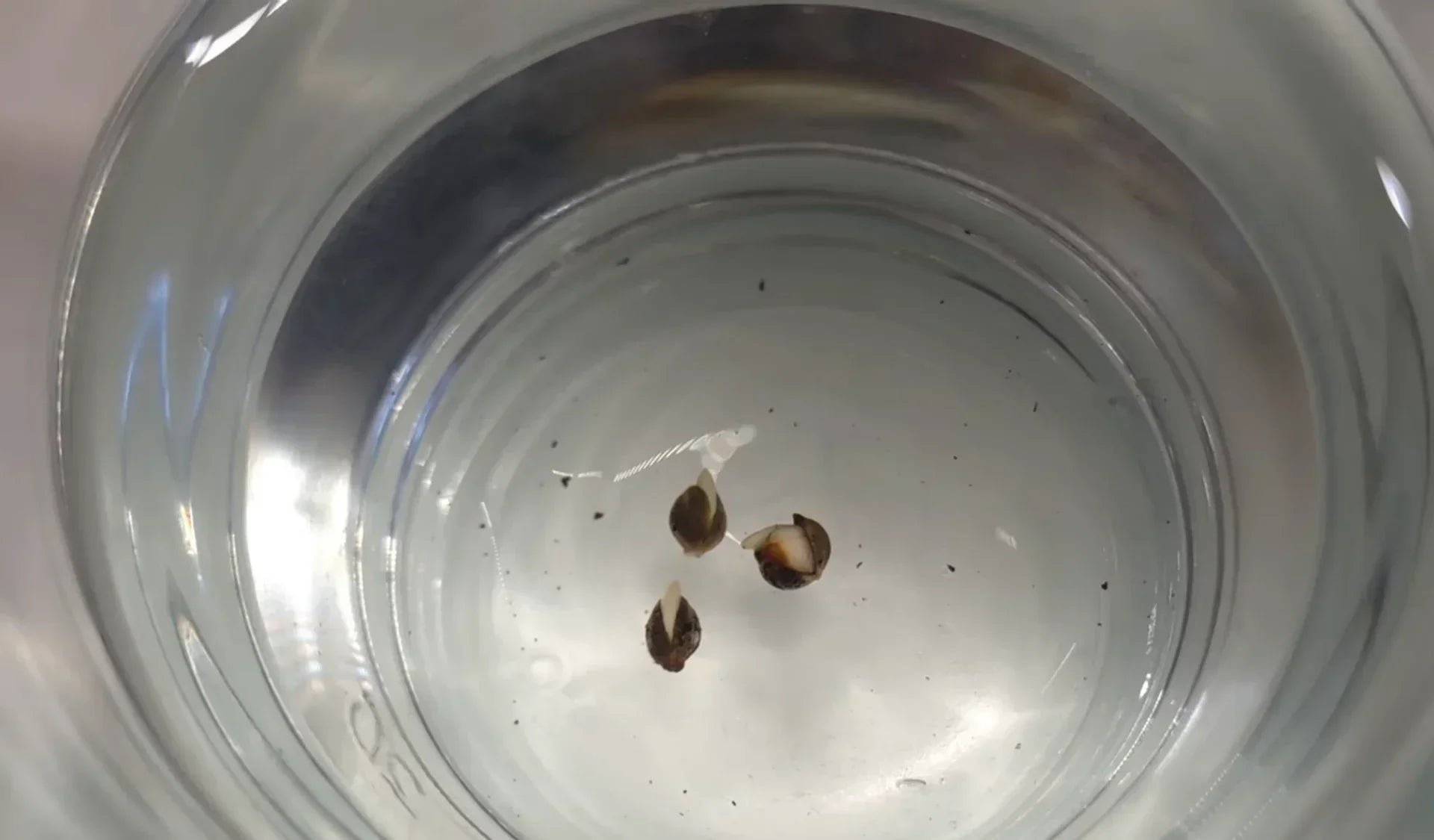 Cannabis anbauen für Anfänger: einfache Anleitung