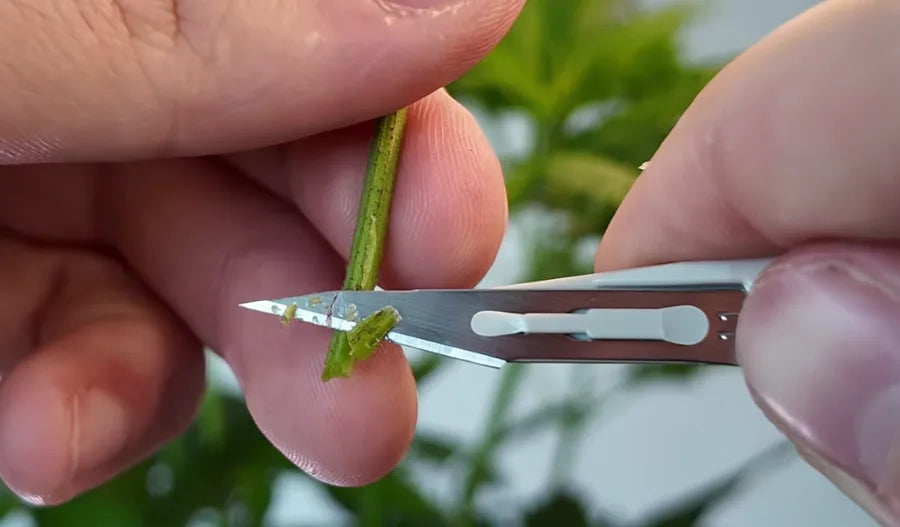 Cannabis Stecklinge pflegen