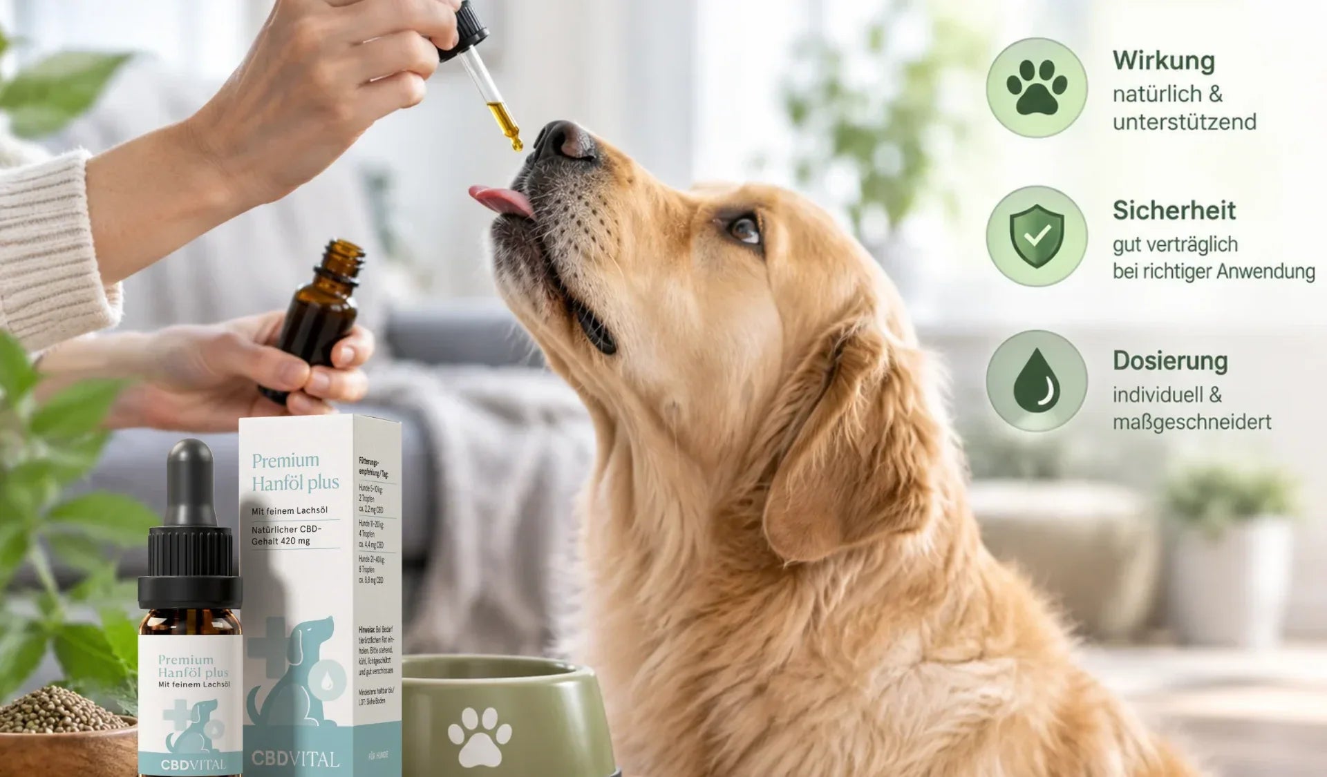 Hund schaut neben einer Flasche mit Hanföl zum Futternapf, helles Tageslicht, Produktfoto
