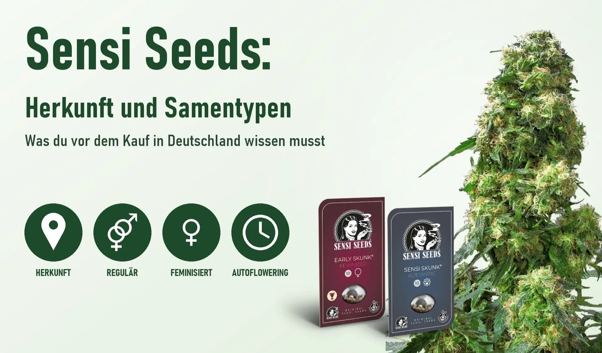 Sensi Seeds Ratgeber: Herkunft und Samentypen mit Sensi-Seeds-Verpackungen feminisiert und autoflowering vor einer Cannabisblüte