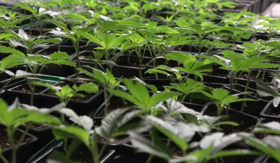 Sind Cannabis Stecklinge legal? KCanG