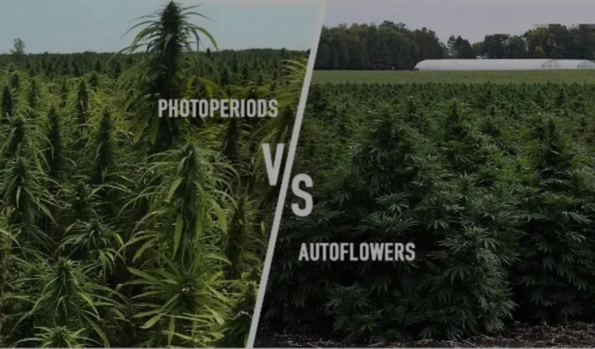 Autoflower vs feminisierte Hanfsamen