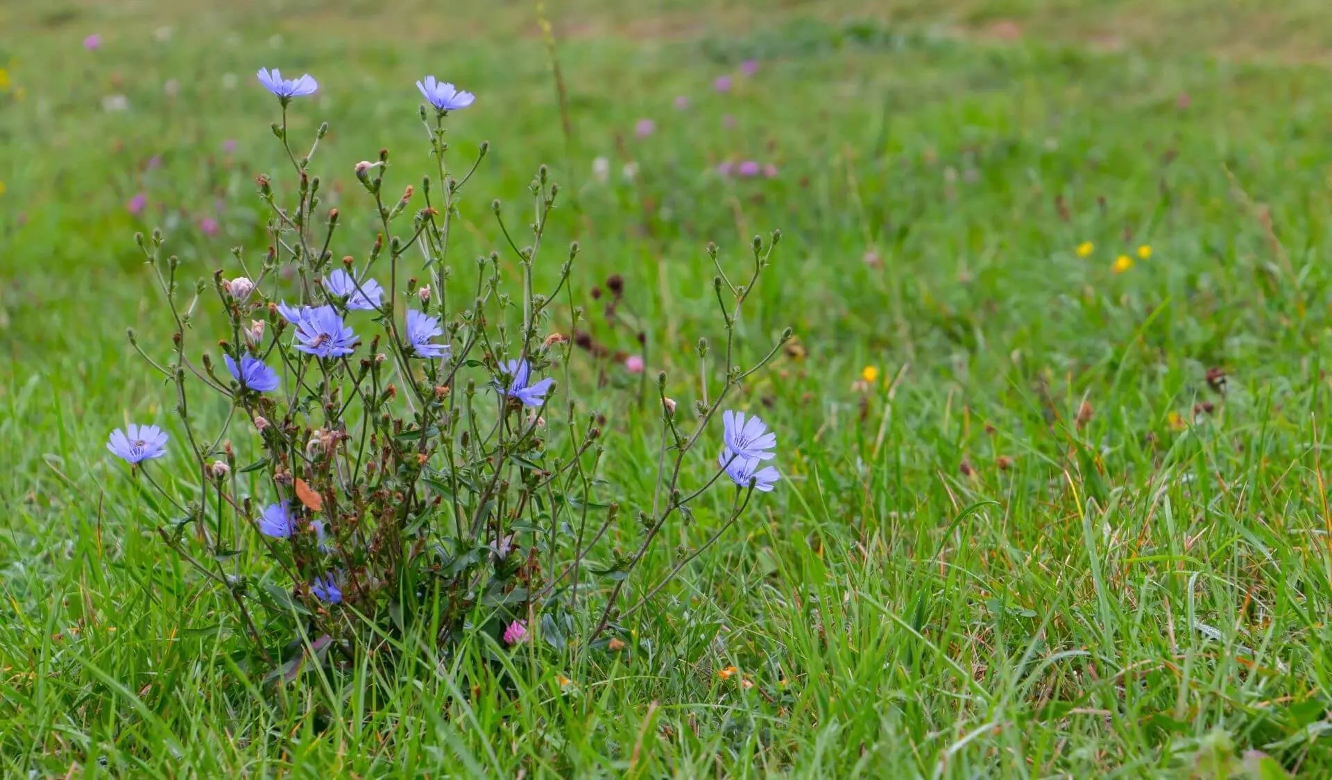 Wegwarte und Fenchel für die innere Antriebskraft