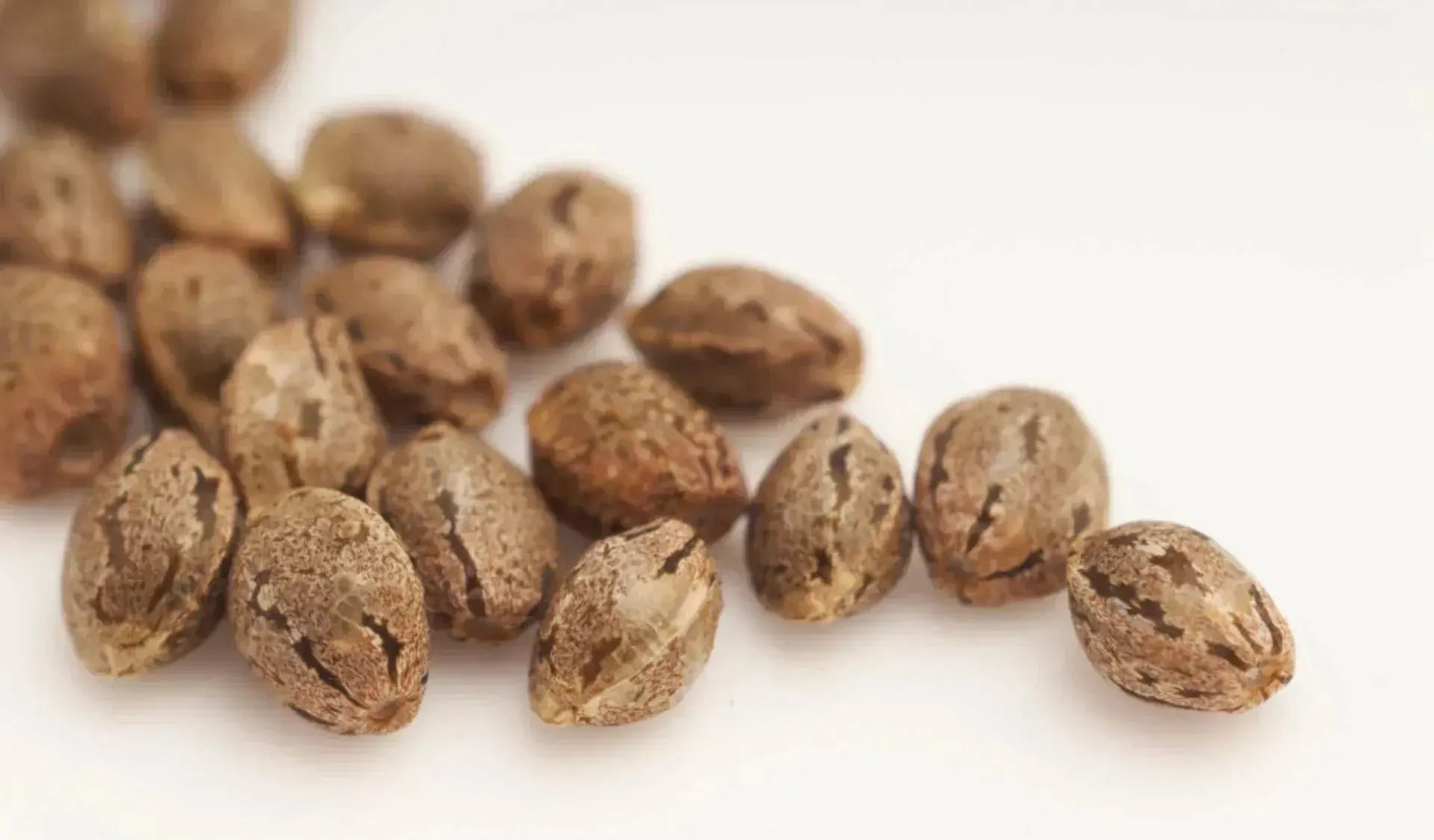 feminisierte hanfsamen kaufen, autoflowering hanfsamen kaufen