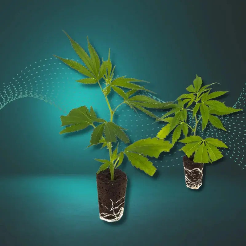 Cannabis Stecklinge