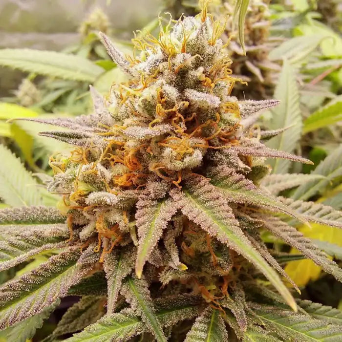 White Widow Blüte in der Nahaufnahme, Cannabissamen von Dutch Passion