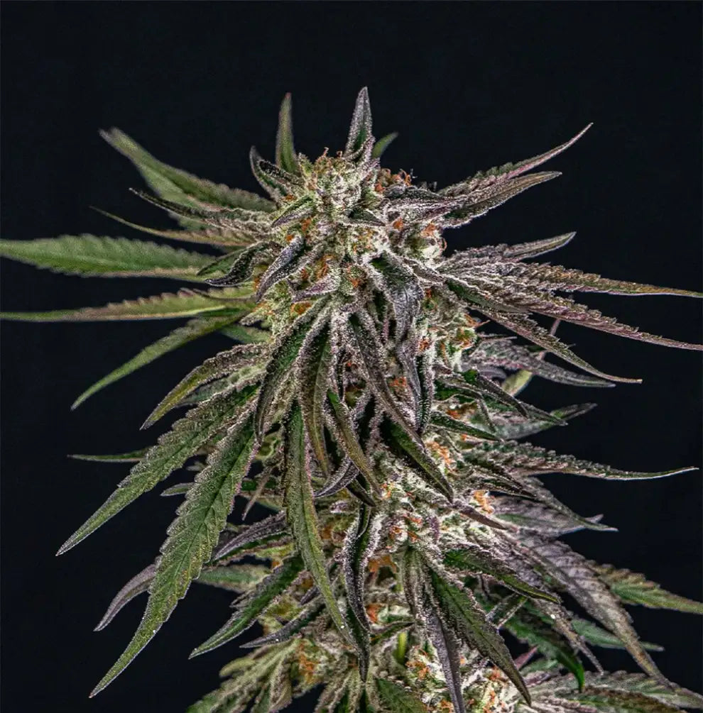 mbrosia Kush Full Season – hohe, stark beharzte Blüte mit grün-lila Knospen, weißen Trichomen und orange Pistillen