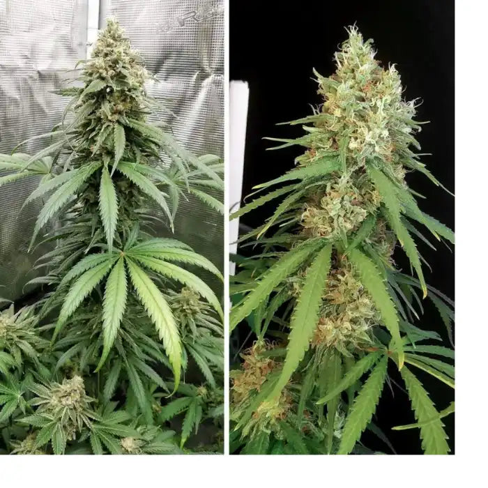 Amsterdam Amnesia blühende Pflanze, feminisierte Cannabissamen von Dutch Passion