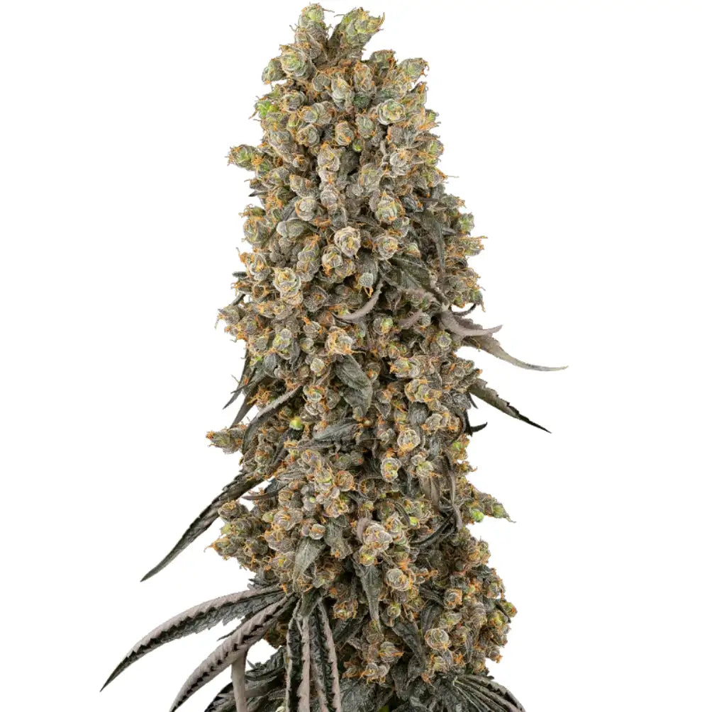 Atomic Blue Dream Feminisiert mit dichte, harzreiche Blüte mit hellgrünen Knospen und orange Pistillen von Sensi Seeds