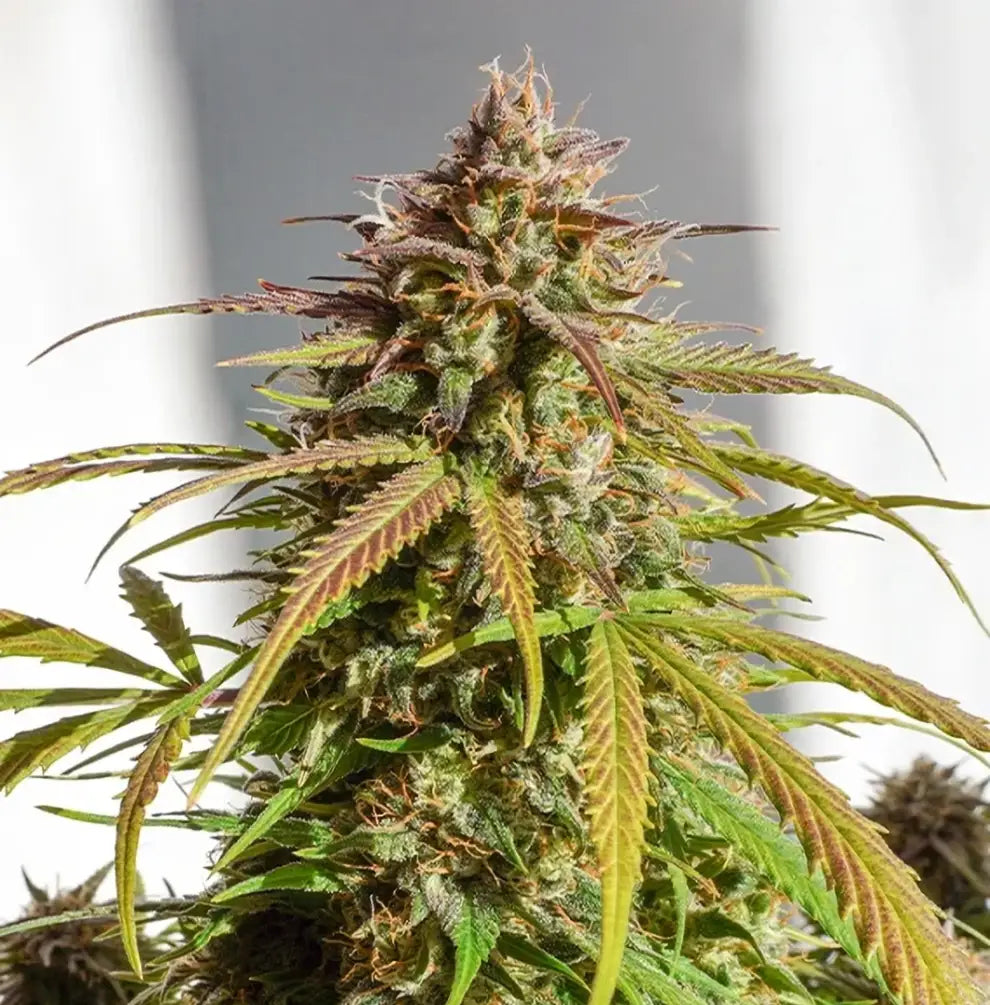 Auto Orange Bud Samen von Dutch Passion 