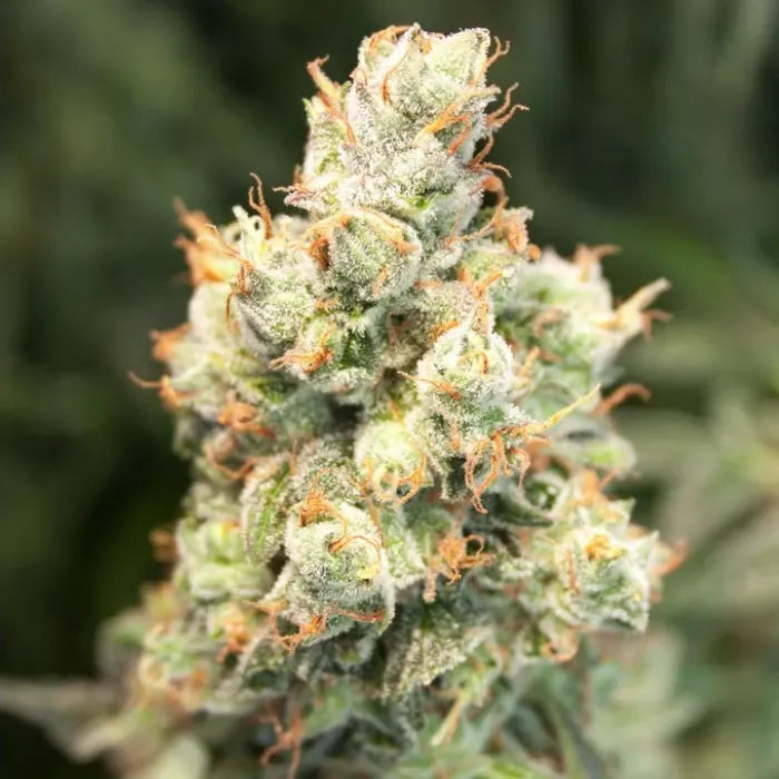 Nahaufnahme einer Auto Orange Bud Blüte mit orangefarbenen Stempeln und Trichomen