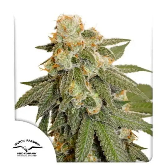 Auto Orange Bud feminisierte Autoflower Samen von Dutch Passion, Packshot mit Pflanze