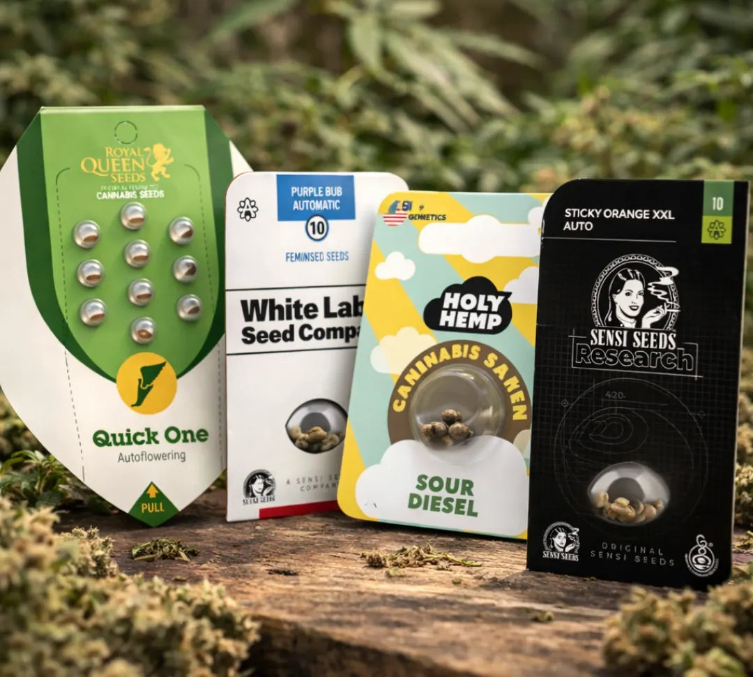 Autoflower Cannabissamen kaufen – Quick One, Sour Diesel Auto, Sticky Orange XXL und Purple Bud Automatic Samen