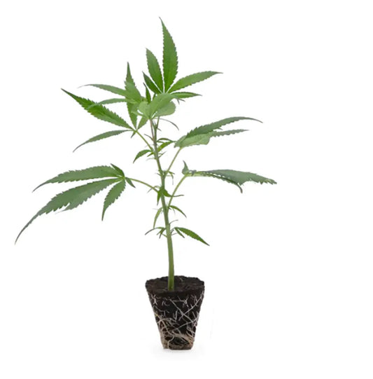 Black Cherry Punch Cannabis Steckling bewurzelt ca 15 cm Seitenansicht