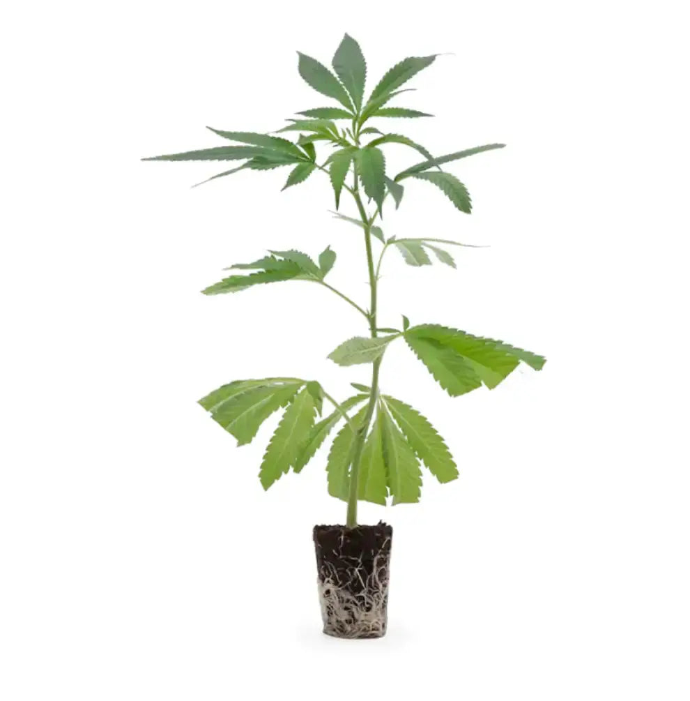 Cannabis Stecklinge Mimosa x Orange Punch