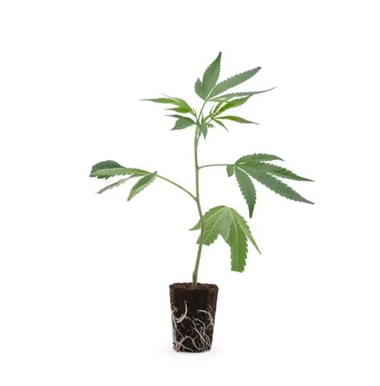 Cannabis Steckling Gelato #45 von Sweedbar