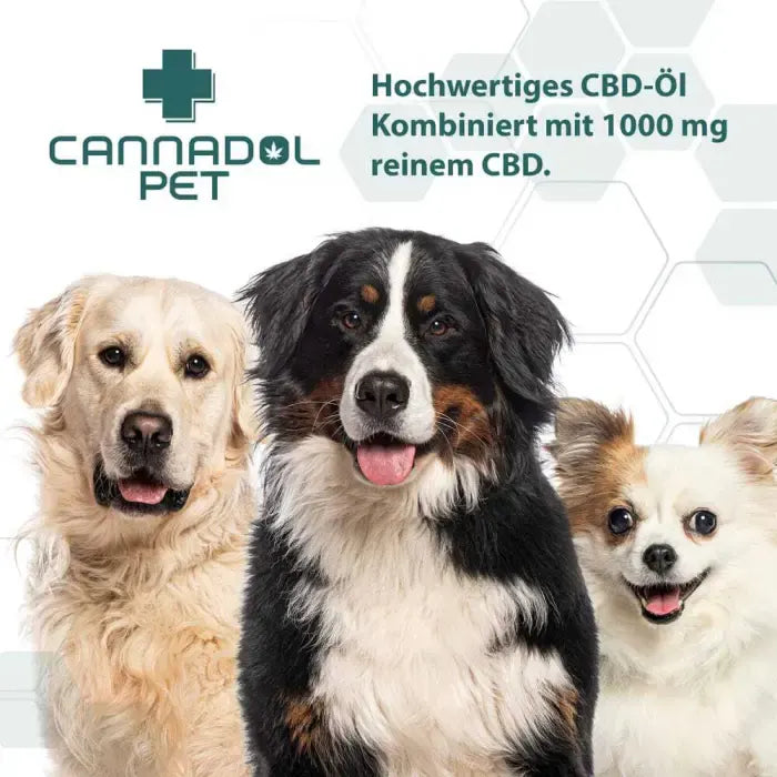 Cannadol Pet CBD Öl mit 1.000 mg CBD, ein Golden Retriever, ein Berner Sennenhund und ein Chihuahua vor hellem Hintergrund