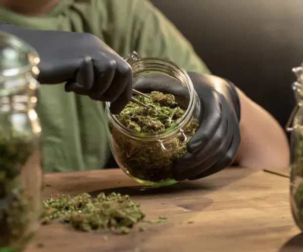 Richtige Lagerung von CBD Blüten in luftdichtem Glas für lange Haltbarkeit