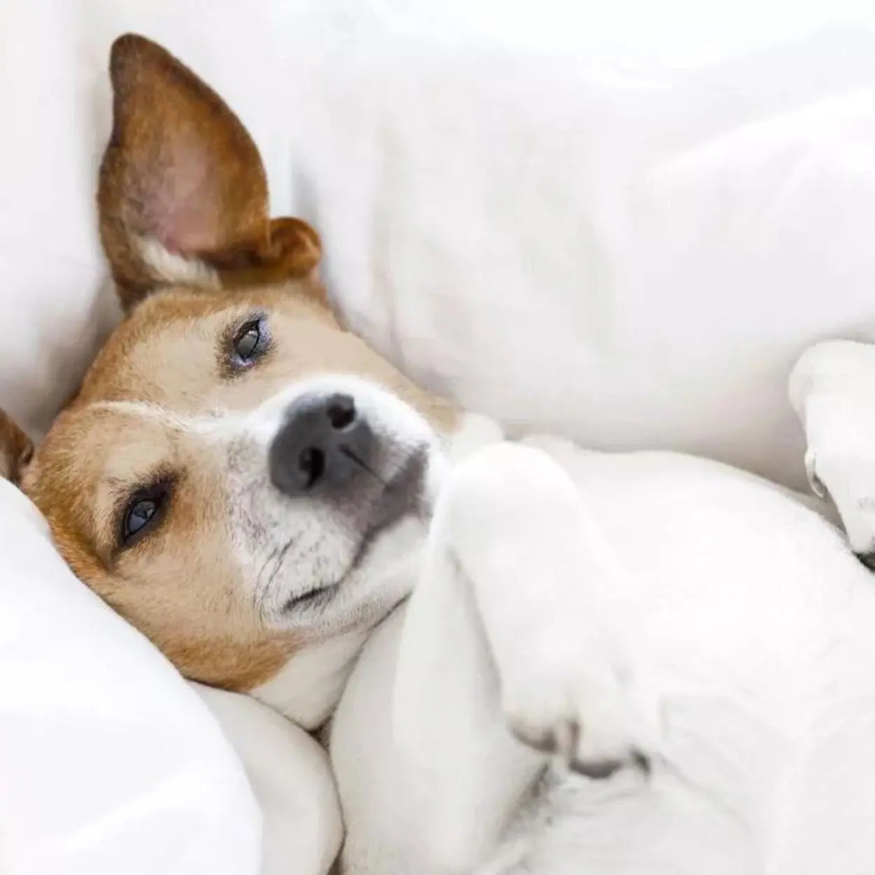 CBD Vital VET Gelenkskomplex aktiv, 100 g CBD Ergänzungsfutter für Hunde, Produktbild 2