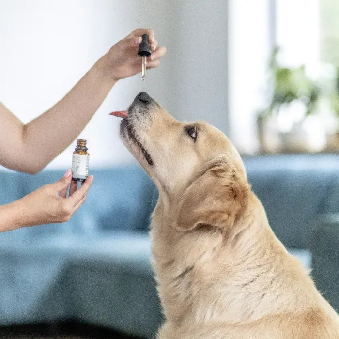 Ein Golden Retriever leckt Öl von einer Pipette, die eine Hand hält, in der anderen Hand eine Braunglasflasche von CBD Vital