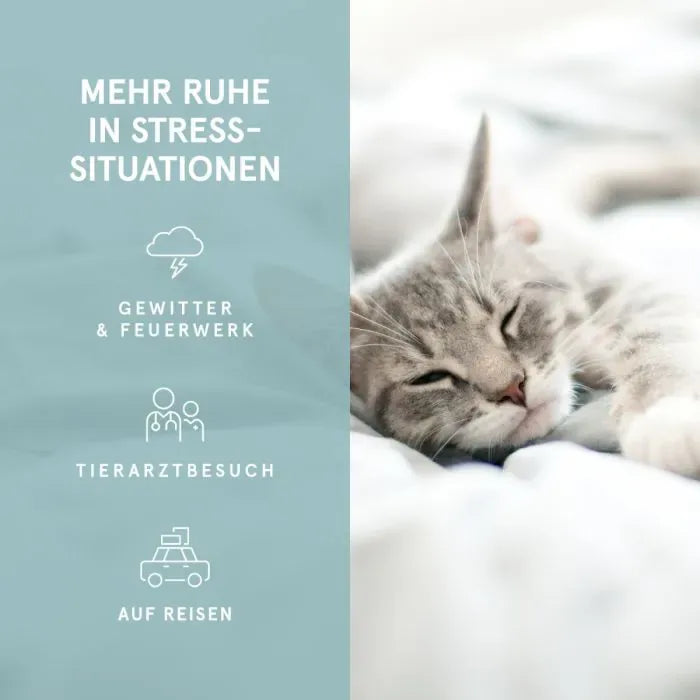 Eine graue Katze schläft auf einer weißen Decke neben einer türkisfarbenen Textfläche