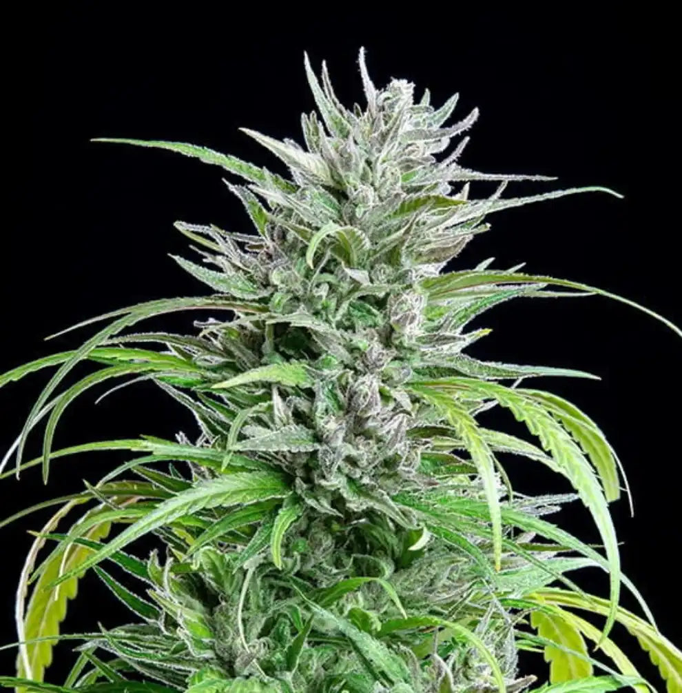 Critical Kush Feminisiert, harzreiche Blüte mit weißen Trichomen und grünen Blättern von Royal Queen Seeds