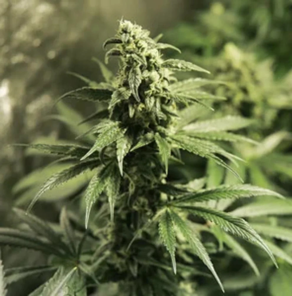 Critical Kush Feminisiert – blühende Cannabispflanze im Indoor-Anbau mit dichten Knospen und sattgrünen Blättern