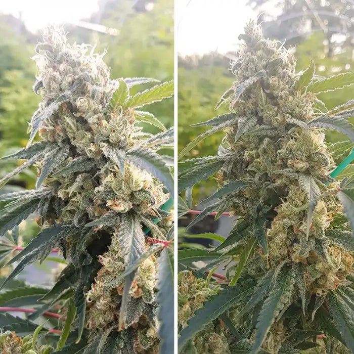 Critical Orange Punch Blüte in der Nahaufnahme, feminisierte Samen von Dutch Passion