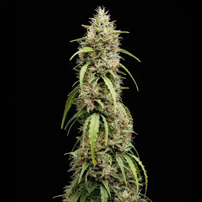 Deepforest Super Auto Blüte mit Trichomen und schmalen Blättern, feminisierte Autoflower Samen von Doctor's Choice