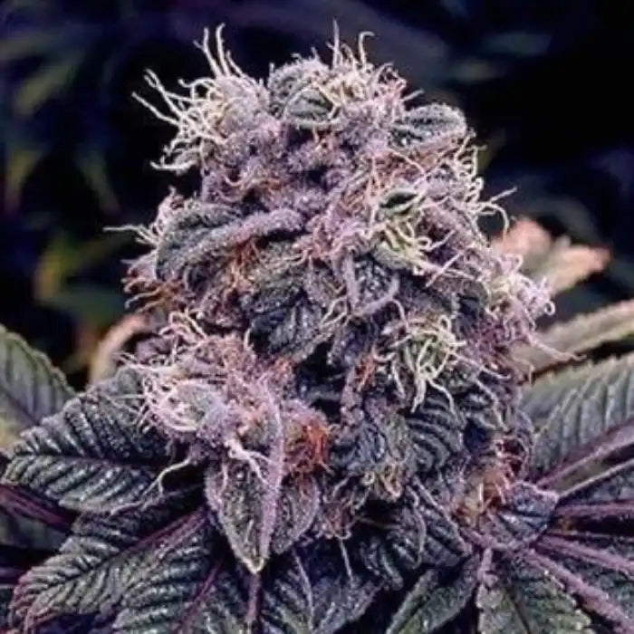Blueberry Cannabisblüte mit violetten Blättern und weißen Harzdrüsen, Sortenbild zu Euphoria Blueberry