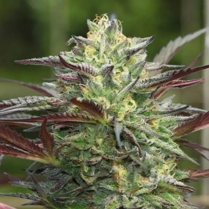 Girl Scout Cookies Cannabisblüte mit grünen Blättern, roten und violetten Blattspitzen und gelben Härchen, Sortenbild zu Euphoria GSC