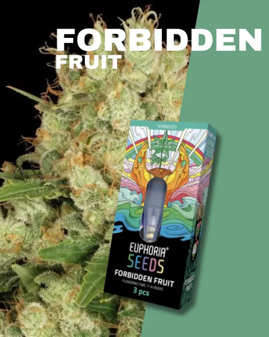 Euphoria Forbidden Fruit feminisierte Cannabissamen (Indica 75% / Sativa 25%)