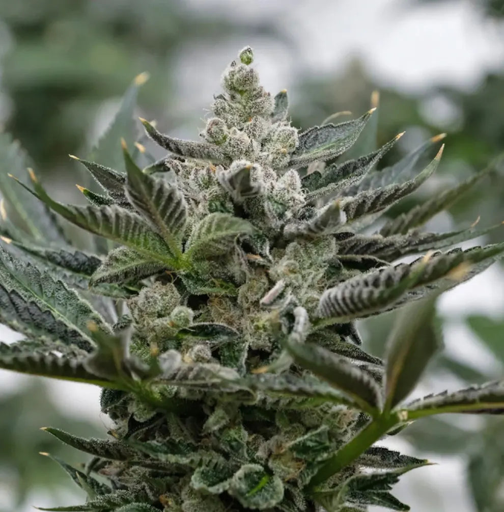 GMO Rootbeer Cannabis Blüte - tiefgrüne Buds mit dichter Trichom-Schicht und leuchtend orangefarbenen Stempeln, Holy Hemp US Genetics