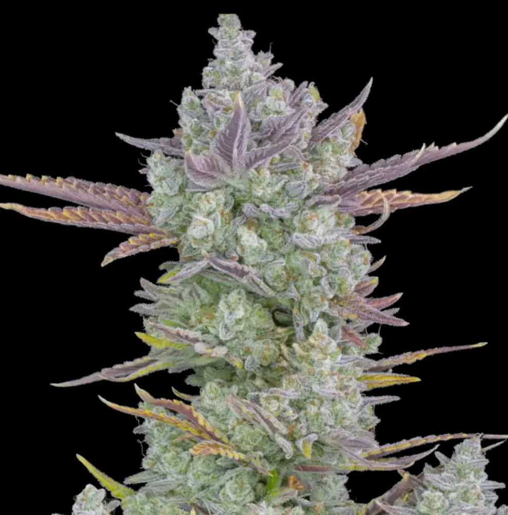 Gorilla Cookies Auto von Fast Buds – dichte, trichomreiche Cannabis-Autoflower-Blüte mit lila Blättern