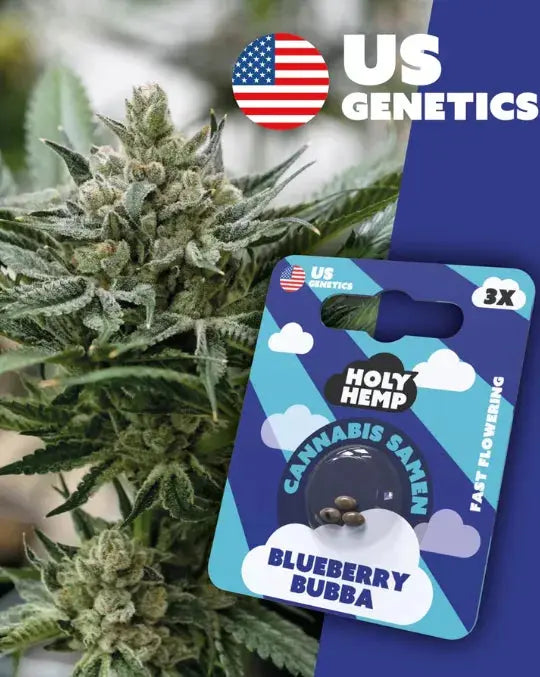 Blueberry Bubba - Cannabis Samen (Cali Seeds) | Fast-Flowering 18 - 23% THC