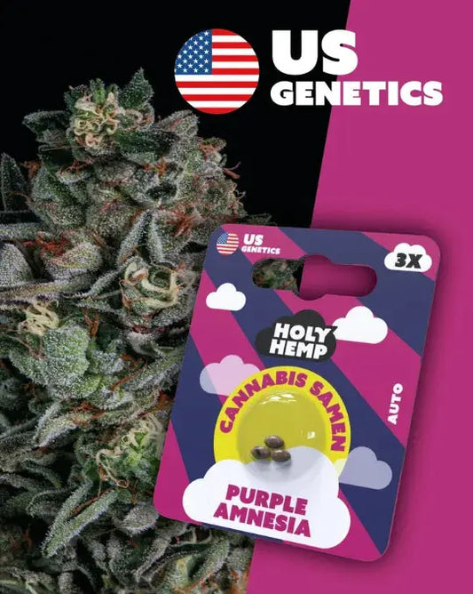Purple Amnesia- Cannabis Samen (Cali Seeds) | Autoflower 20 - 25% THC