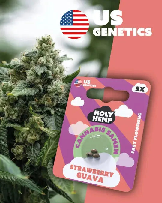 Strawberry Guav Cannabis Samen (Cali Seeds) | Fast-Flowering 20 - 25% THC