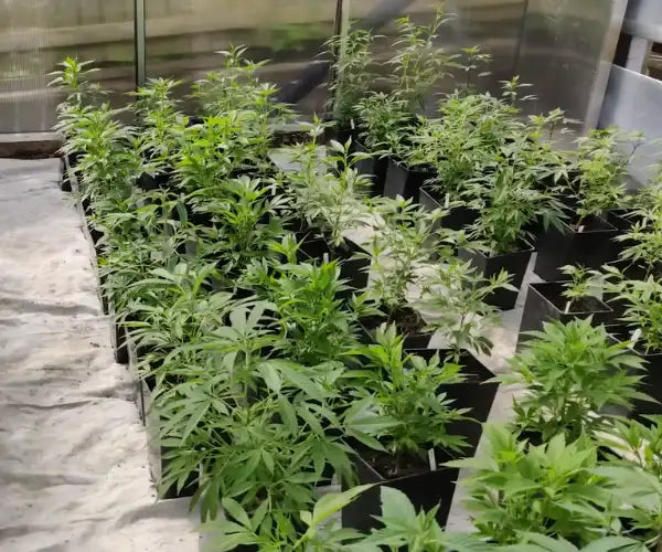 Professioneller Indoor-Anbau von CBD Blüten unter kontrollierten Bedingungen