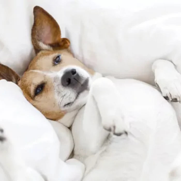 Kleiner Hund liegt auf dem Rücken auf einer weißen Decke