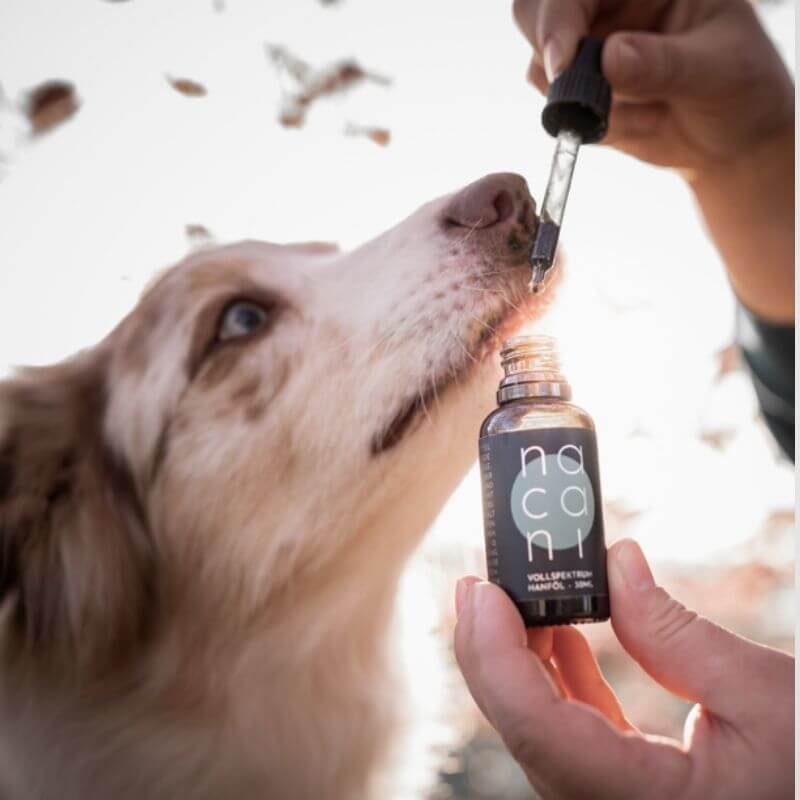 nacani Premium CBD für Hund und Pferd