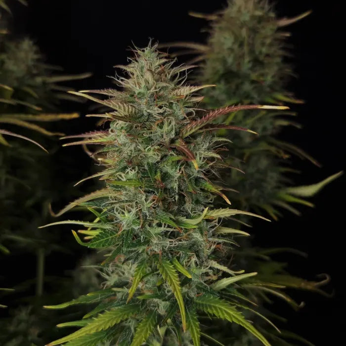 Niagara Auto Blüte mit Trichomen und rötlichen Blättern, feminisierte Autoflower Samen von Doctor's Choice