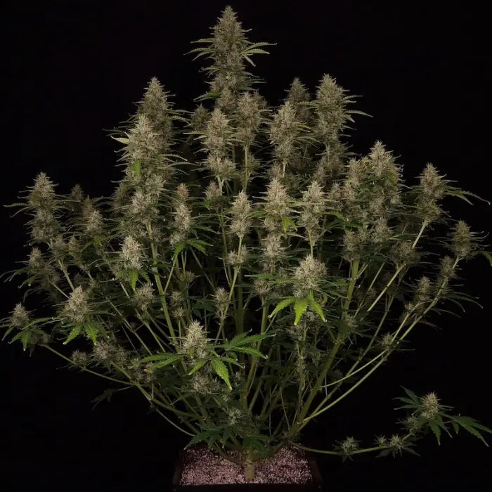 Niagara Auto Pflanze mit vielen Blütenständen im Topf, feminisierte Autoflower Samen von Doctor's Choice