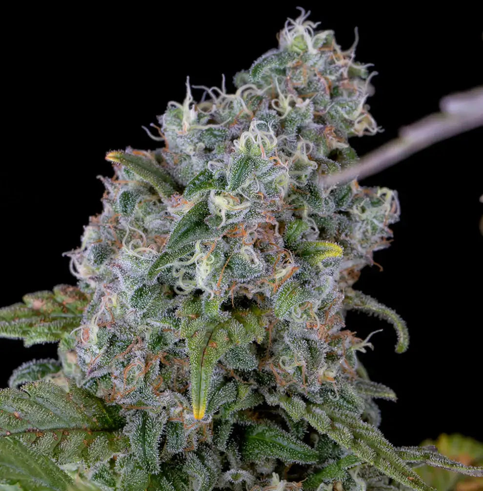 Purple Amnesia Automatic Cannabis Blüte – dichte harzüberzogene Buds in Violett- und Lavendeltönen, Holy Hemp US Genetics