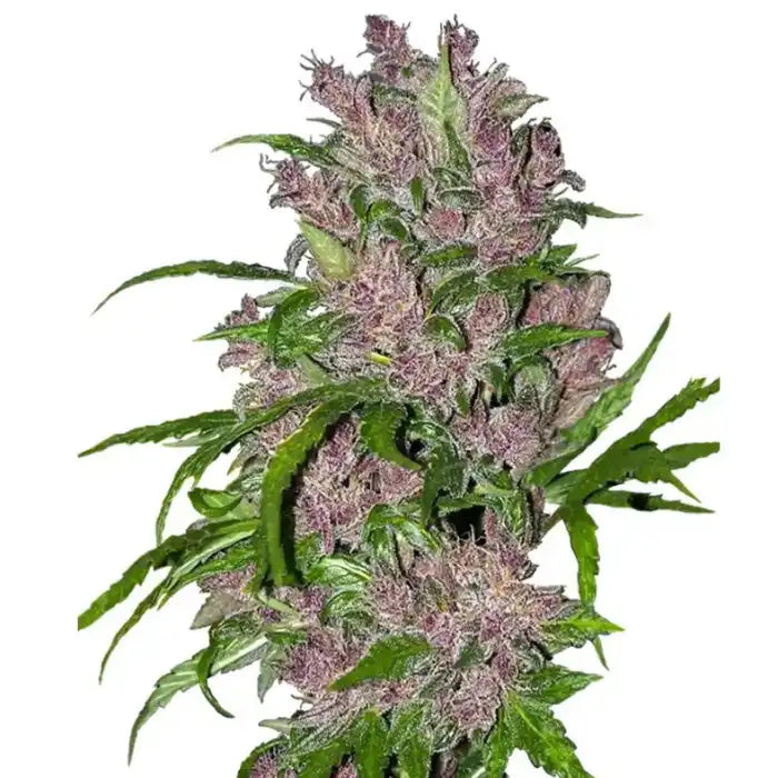 Purple Bud Feminisiert Cannabis Blüte - spektakuläre violette und burgunderfarbene Buds mit dichter Harzschicht, White Label Seed Company