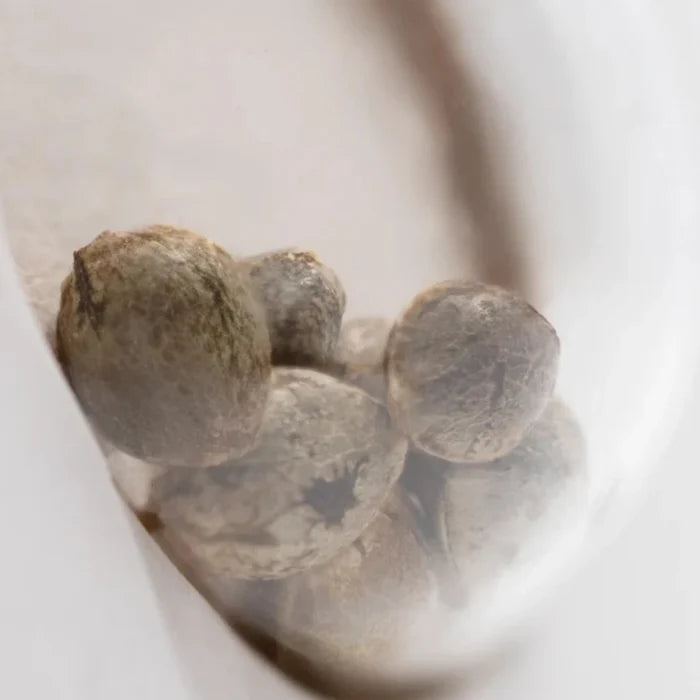 Purple Bud Feminisierte Samen Nahaufnahme - mehrere Cannabis-Samen in Sichtfenster der White Label Verpackung