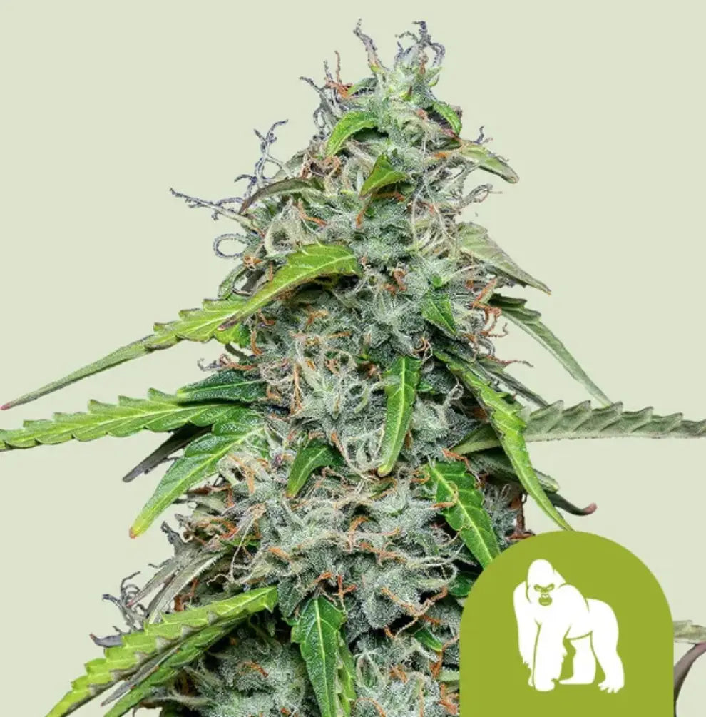 Royal Gorilla Automatic Cannabis Blüte - dichte harzige Buds mit massiver Trichom-Schicht, Royal Queen Seeds