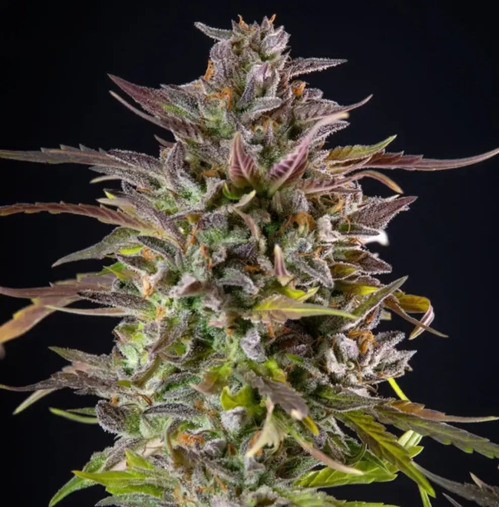  Cookies Gelato Blüte Nahaufnahme lila Trichome orange Stempel schwarz KANNOBA