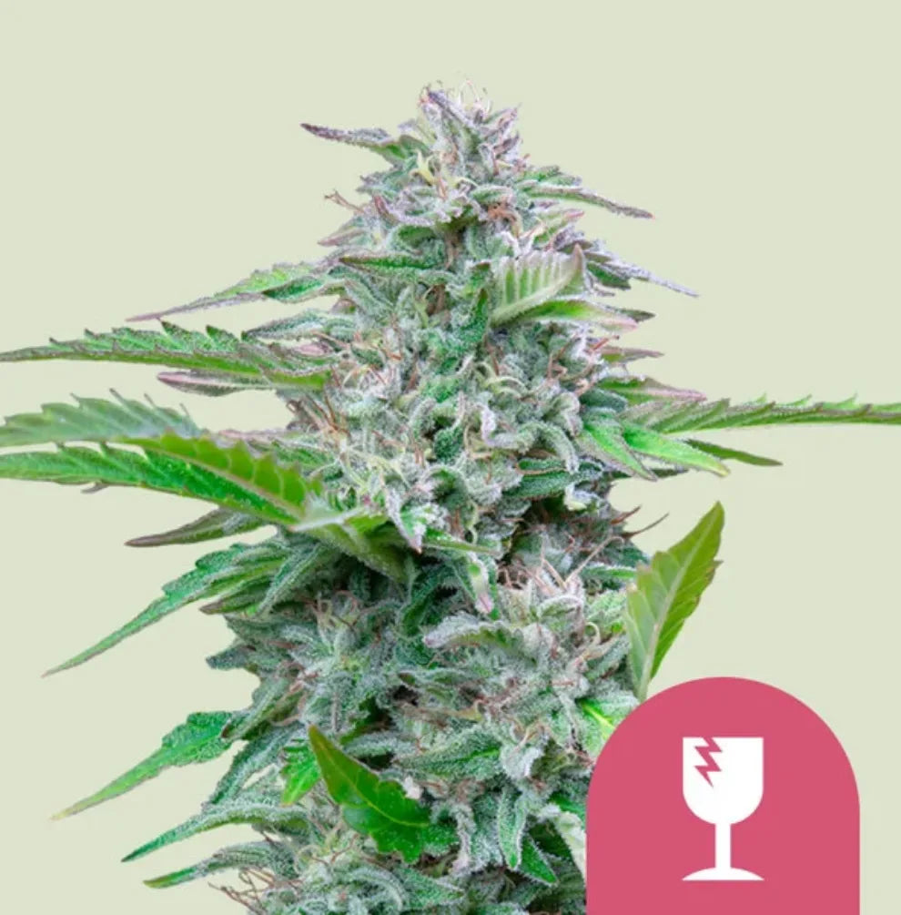 Critical Pflanze Blüte lila grün Royal Queen Seeds KANNOBA kaufen