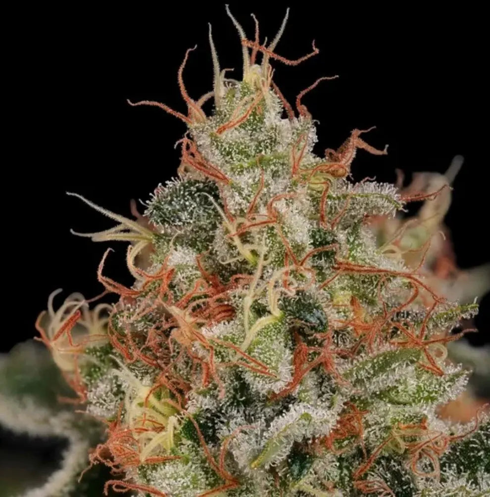 Critical Blüte Nahaufnahme Trichome orange Stempel schwarz Hintergrund